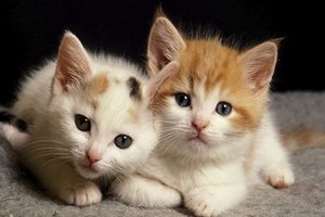 online Cats for sale in india