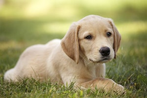 online Dogs for sale in india