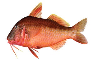 online Fish for sale in india