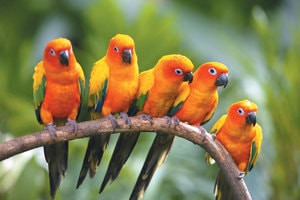 online Birds for sale in india