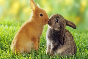 online Rabbits for sale in india