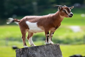 online Goats for sale in india